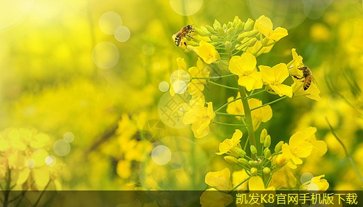 網(wǎng)絡布線中常用的接頭類型解析