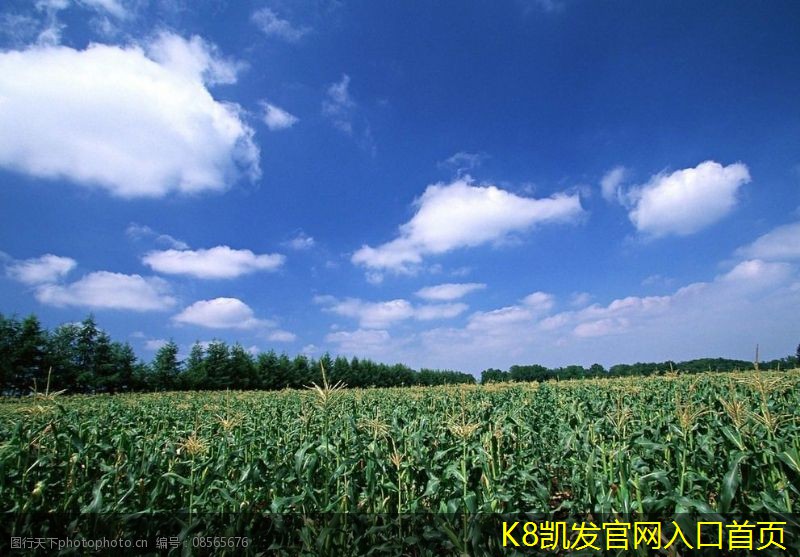 背景音樂與社交媒體內(nèi)容的關(guān)聯(lián)