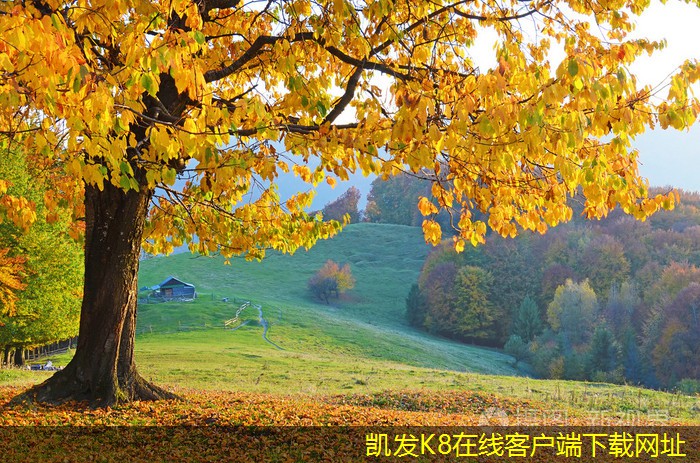 視頻會議中的背景設置技巧
